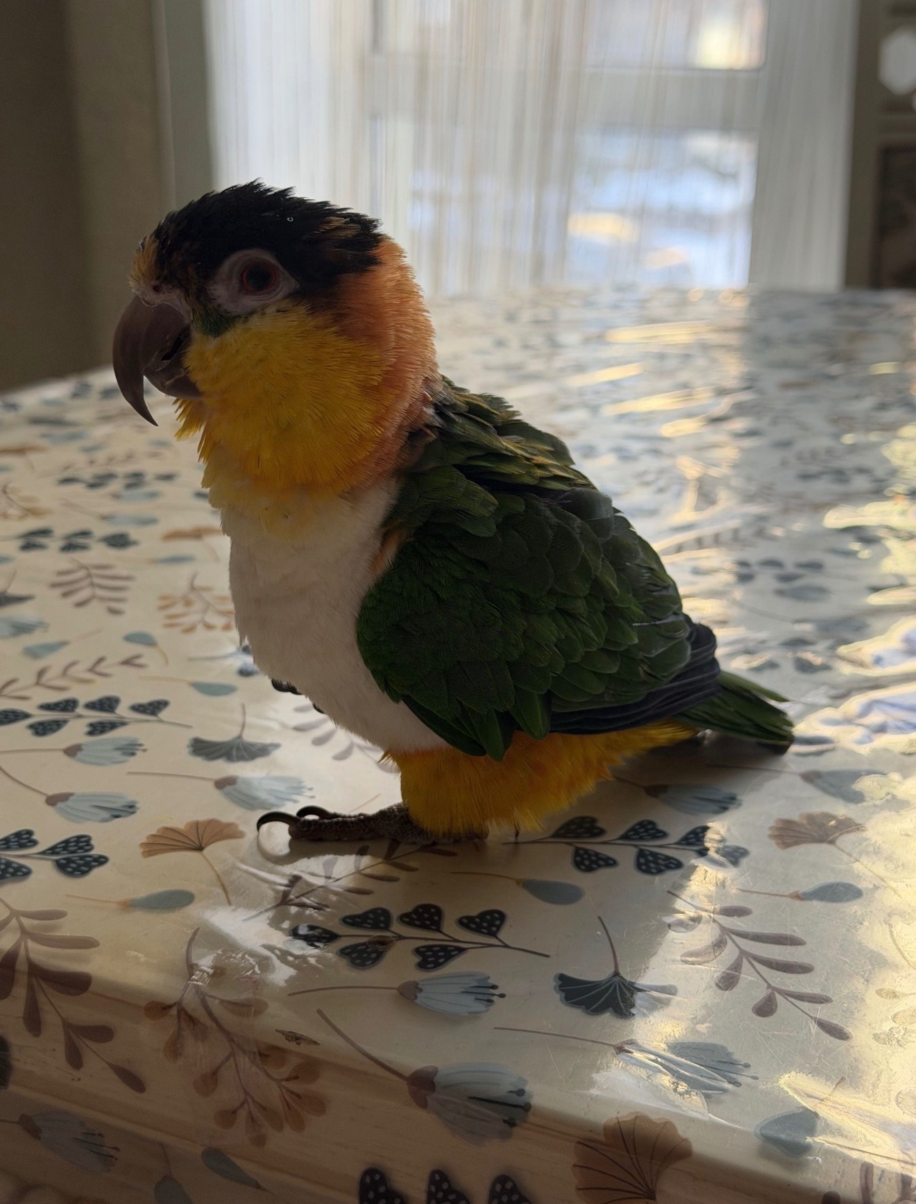 Танцюючий попуга