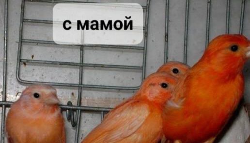 Красные канарейри, выставочное пение