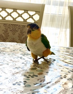 Танцюючий попуга