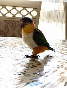 Танцюючий попуга