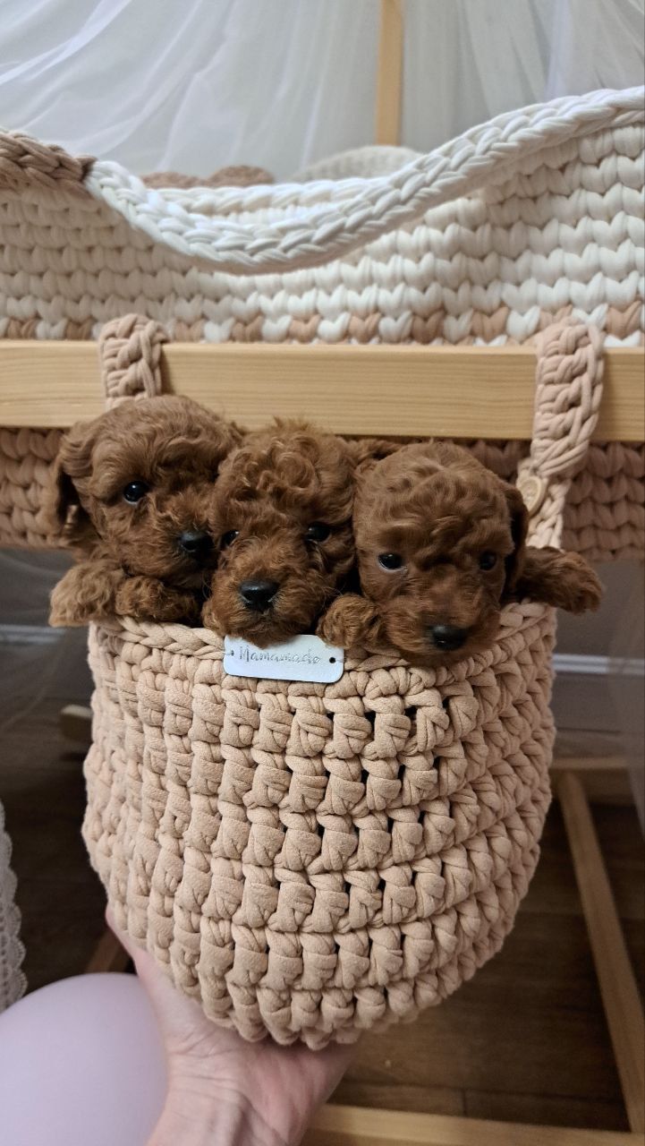 Чарівні цуценята мальтипу F2 шукають люблячі домівки!