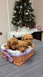 Чарівні цуценята мальтипу F2 шукають люблячі домівки!