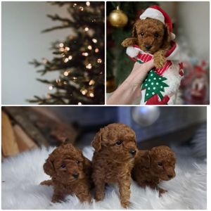 Чарівні цуценята мальтипу F2 шукають люблячі домівки!