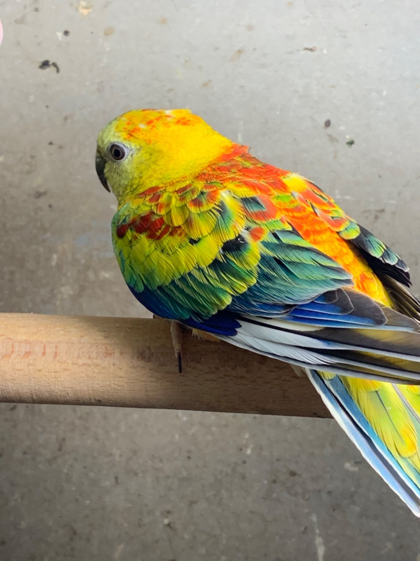 Яркие красивые певчие попугаи