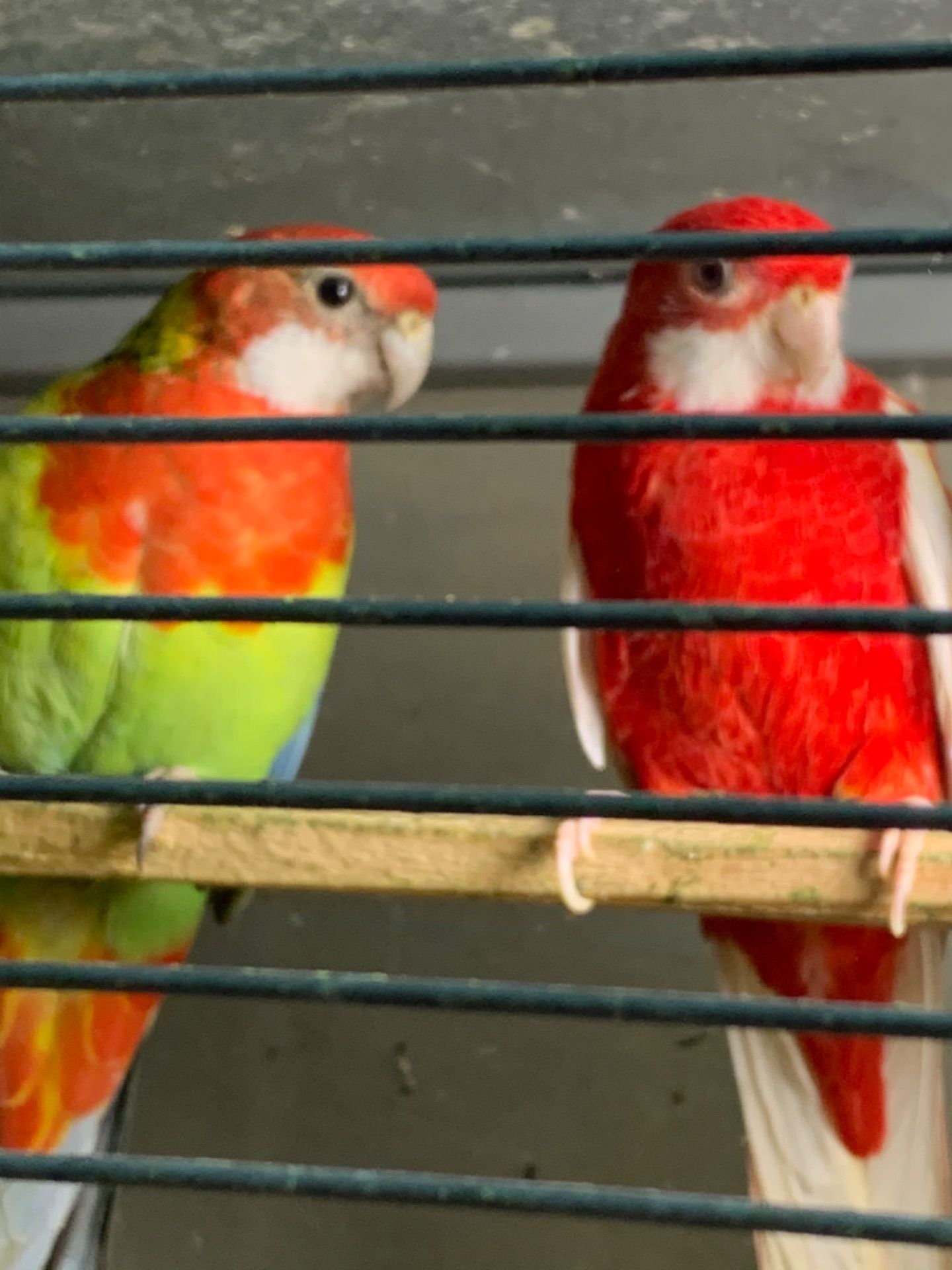 Розелла молодые попугаи разных цветов