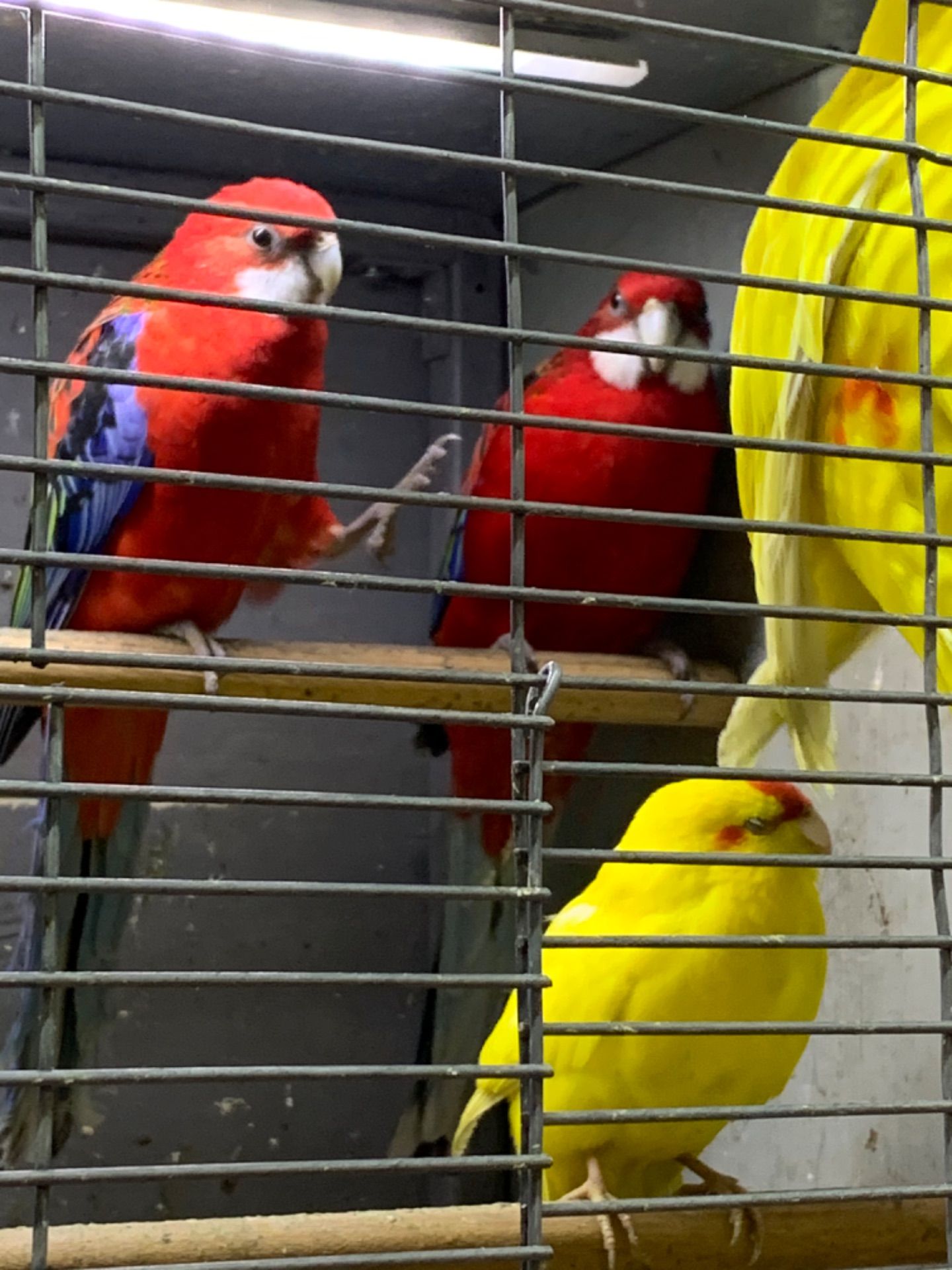 Розелла молодые попугаи разных цветов