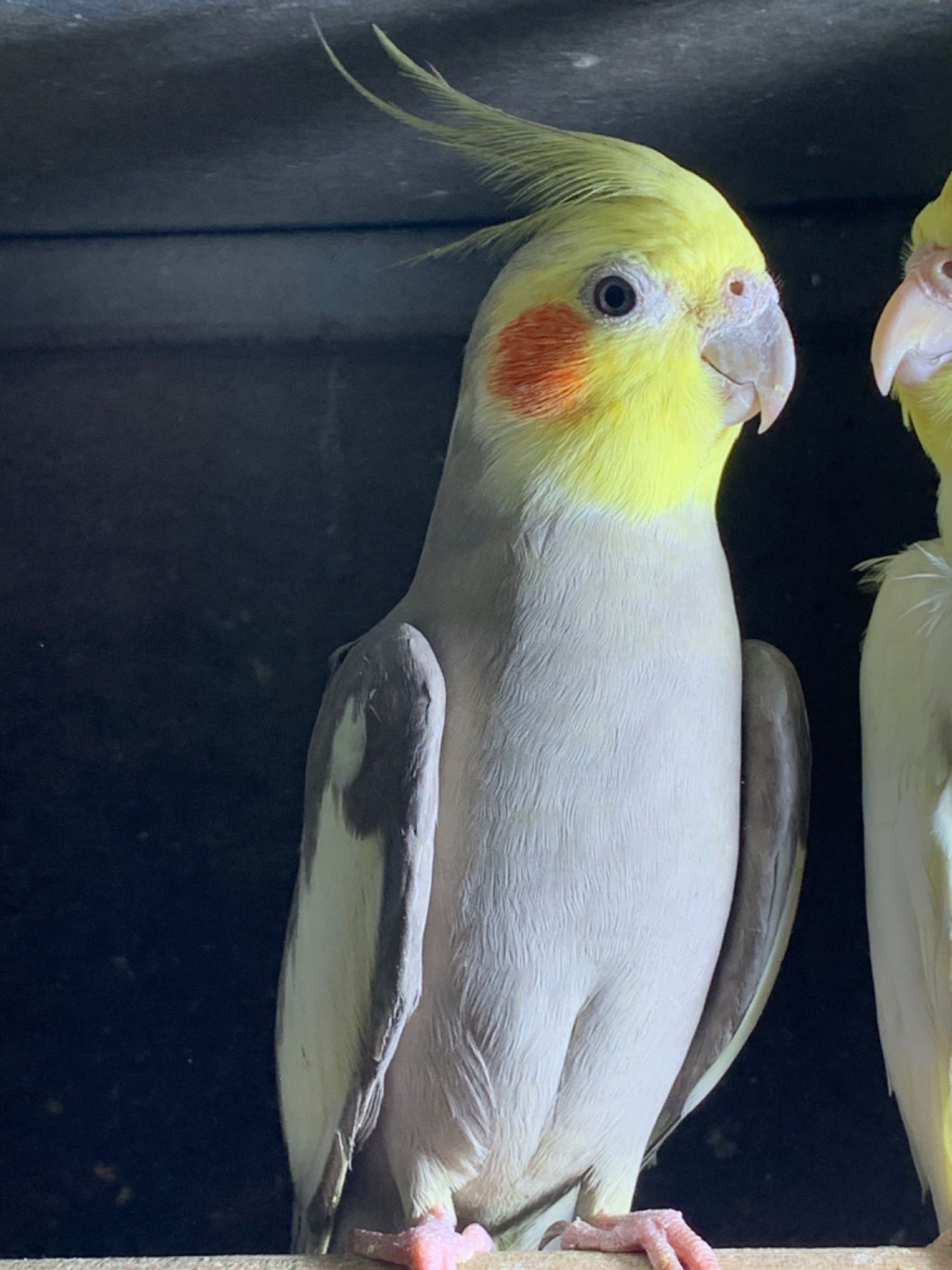 Птенцы попугая корелла 2 месяца для обучения