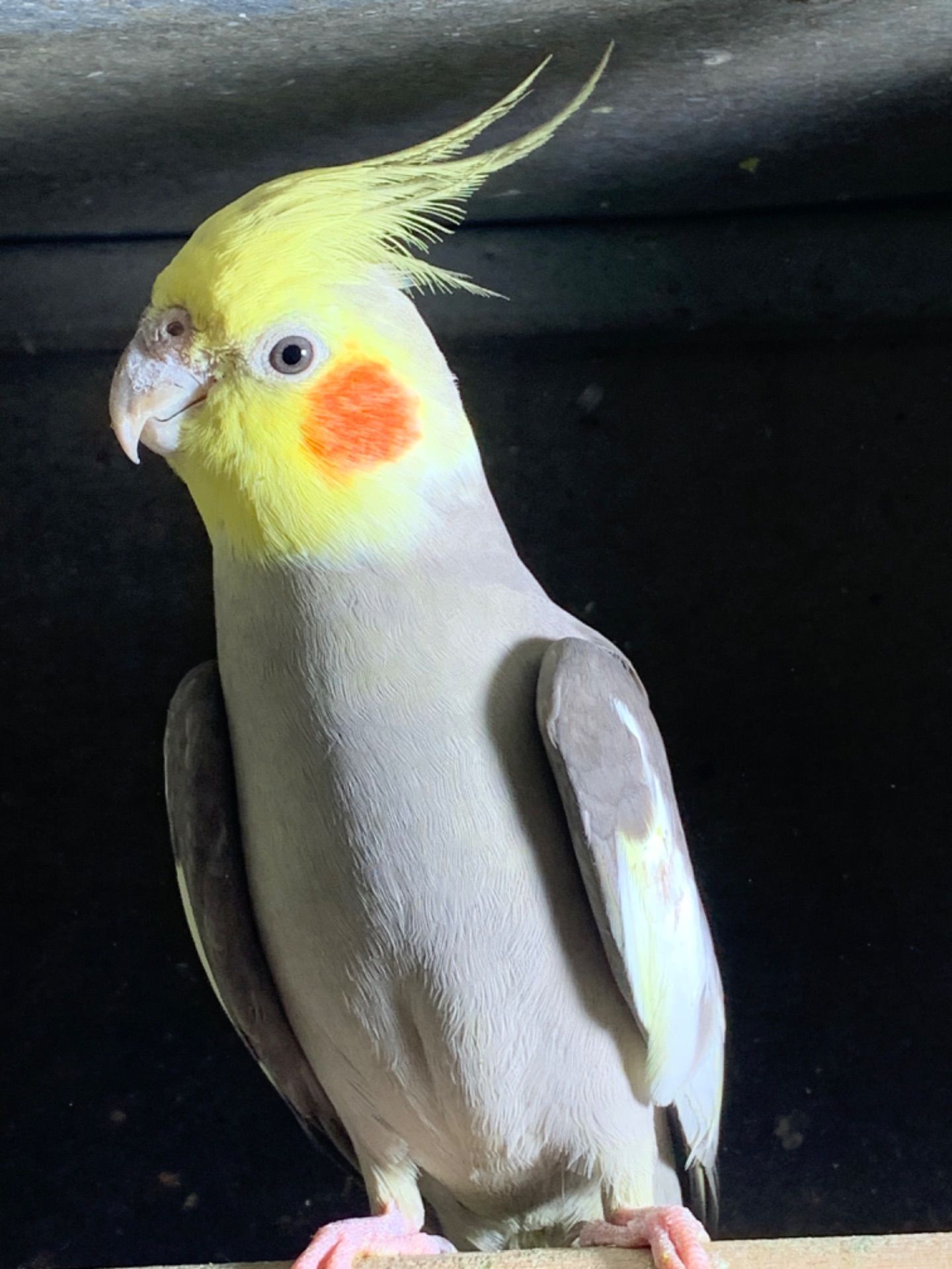 Птенцы попугая корелла 2 месяца для обучения