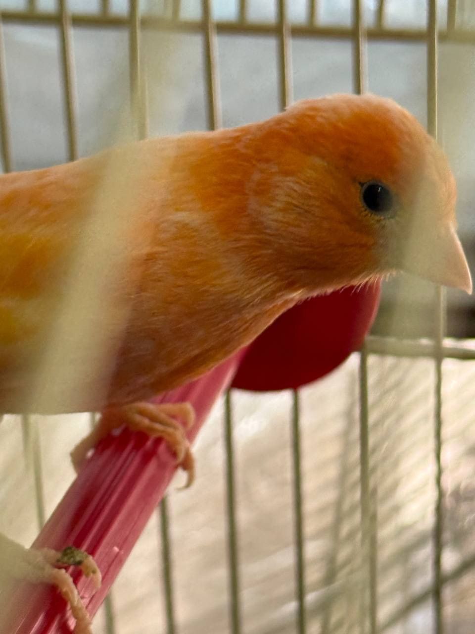 Кенарі навчані співати дуже гарно, самці