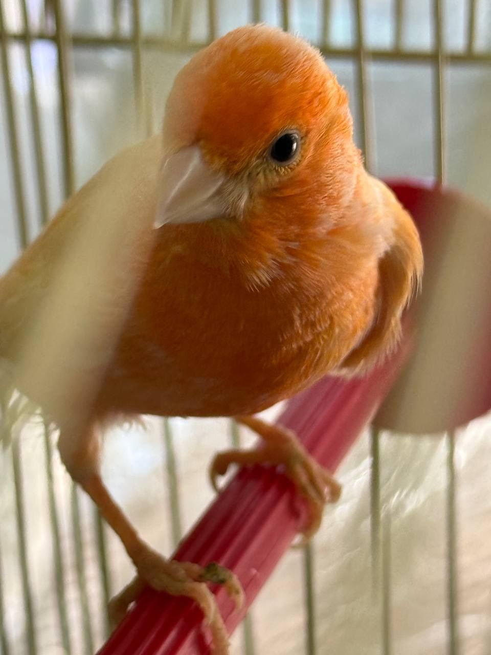 Кенарі навчані співати дуже гарно, самці