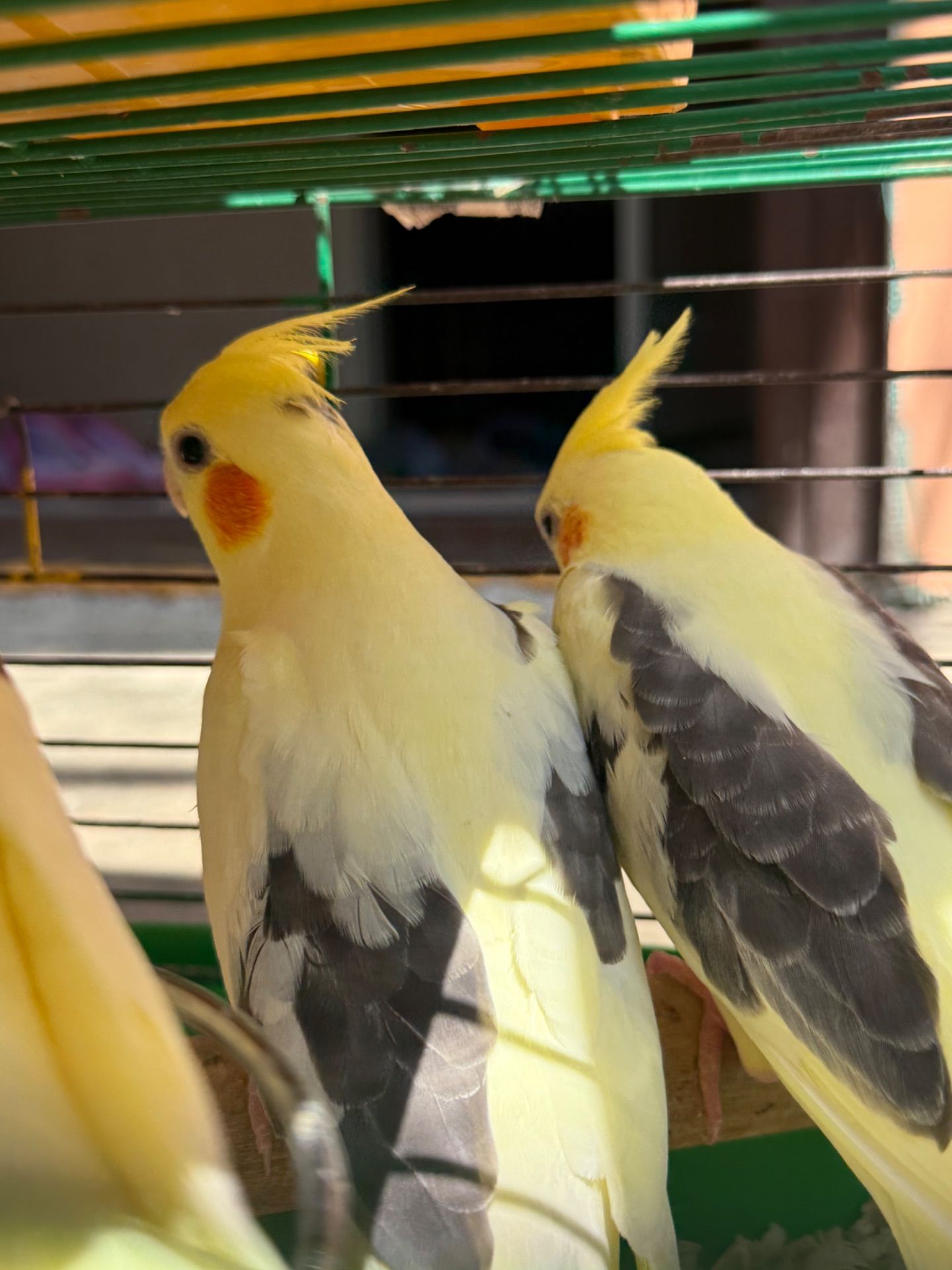 Выкормыши попугаев Корелла малыши ручные