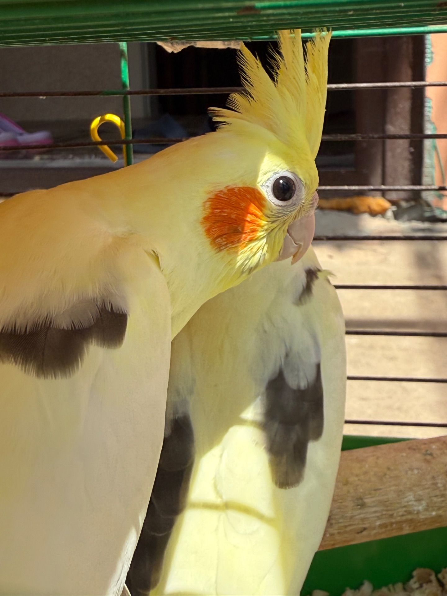 Выкормыши попугаев Корелла малыши ручные