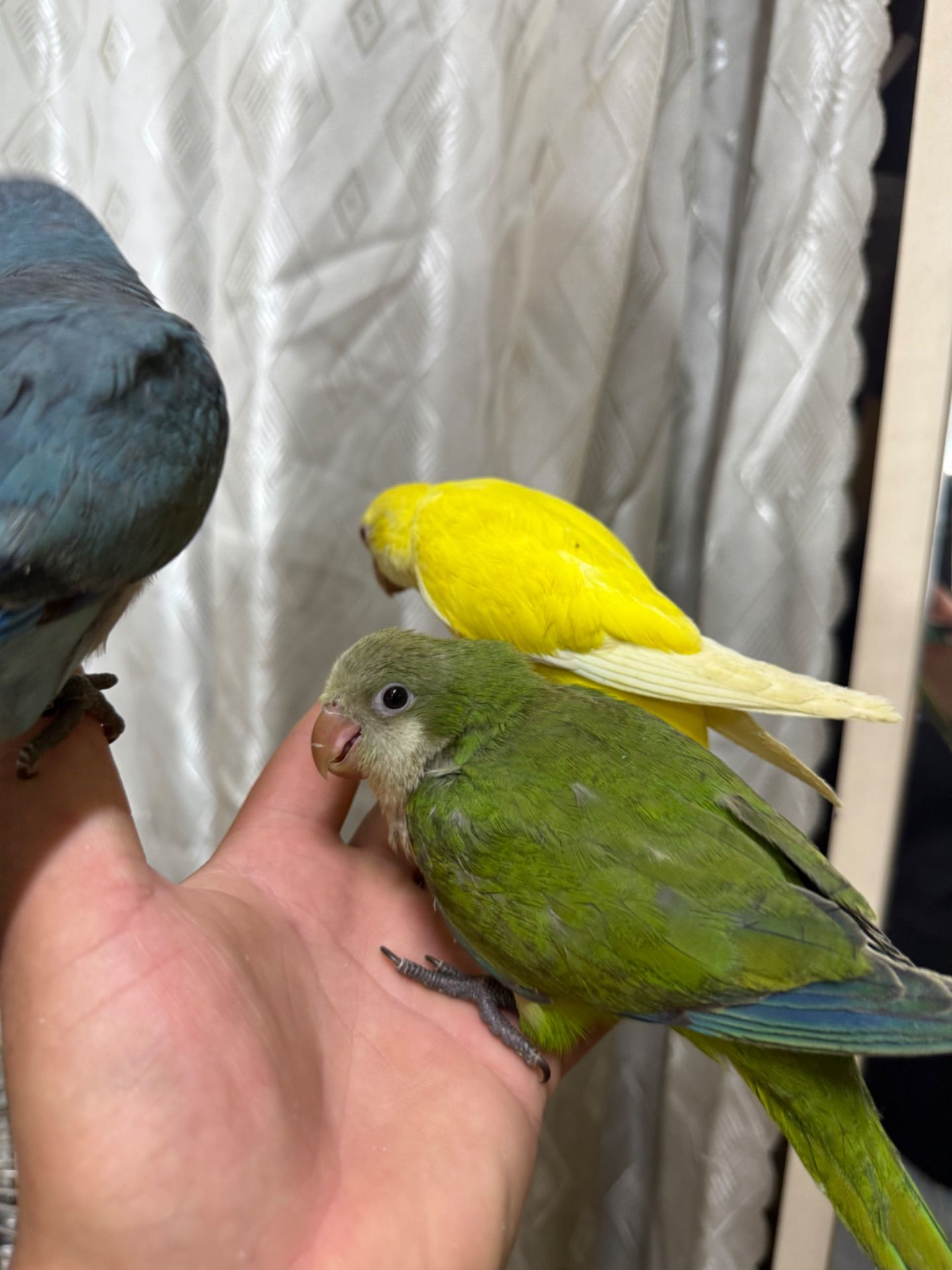 Пташенята папужки монах квакер малюки молов