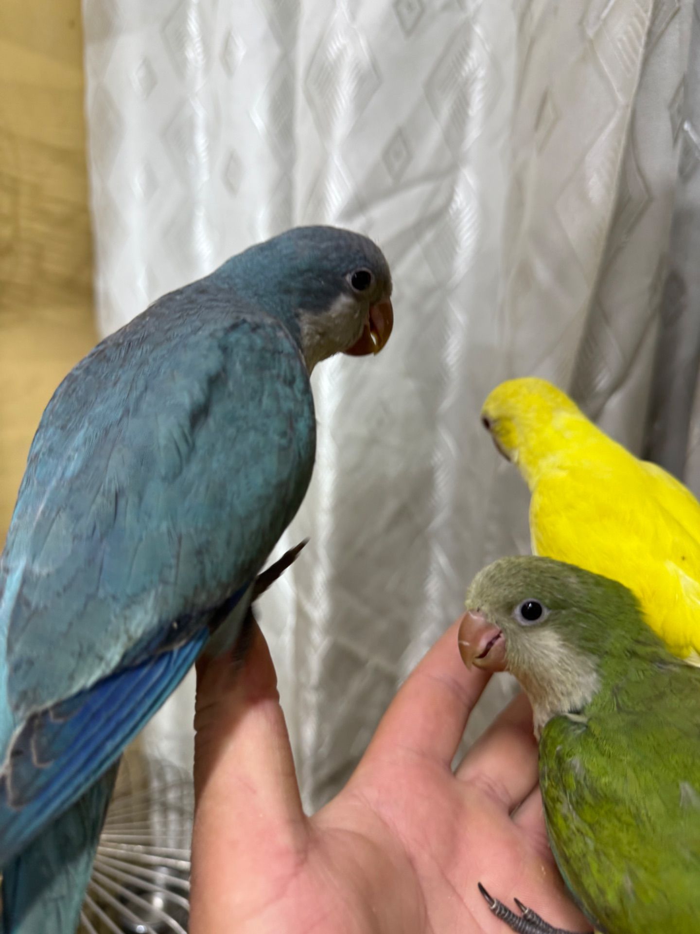 Пташенята папужки монах квакер малюки молов