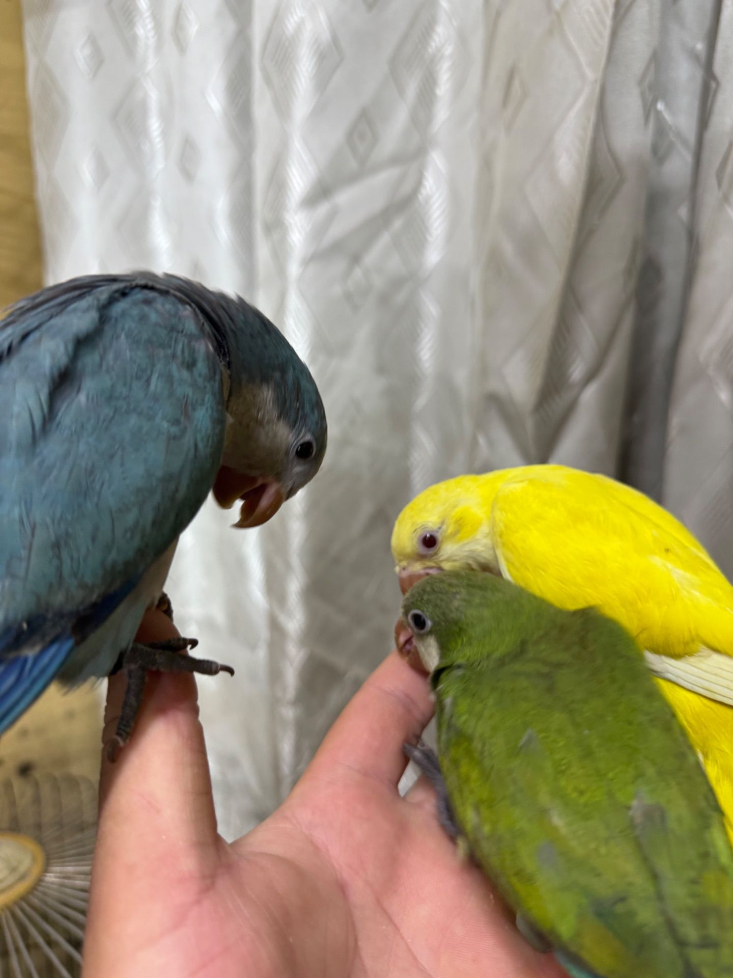 Пташенята папужки монах квакер малюки молов