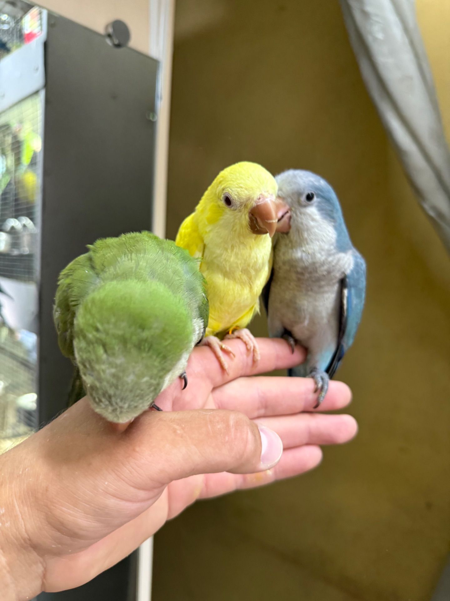 Пташенята папужки монах квакер малюки молов