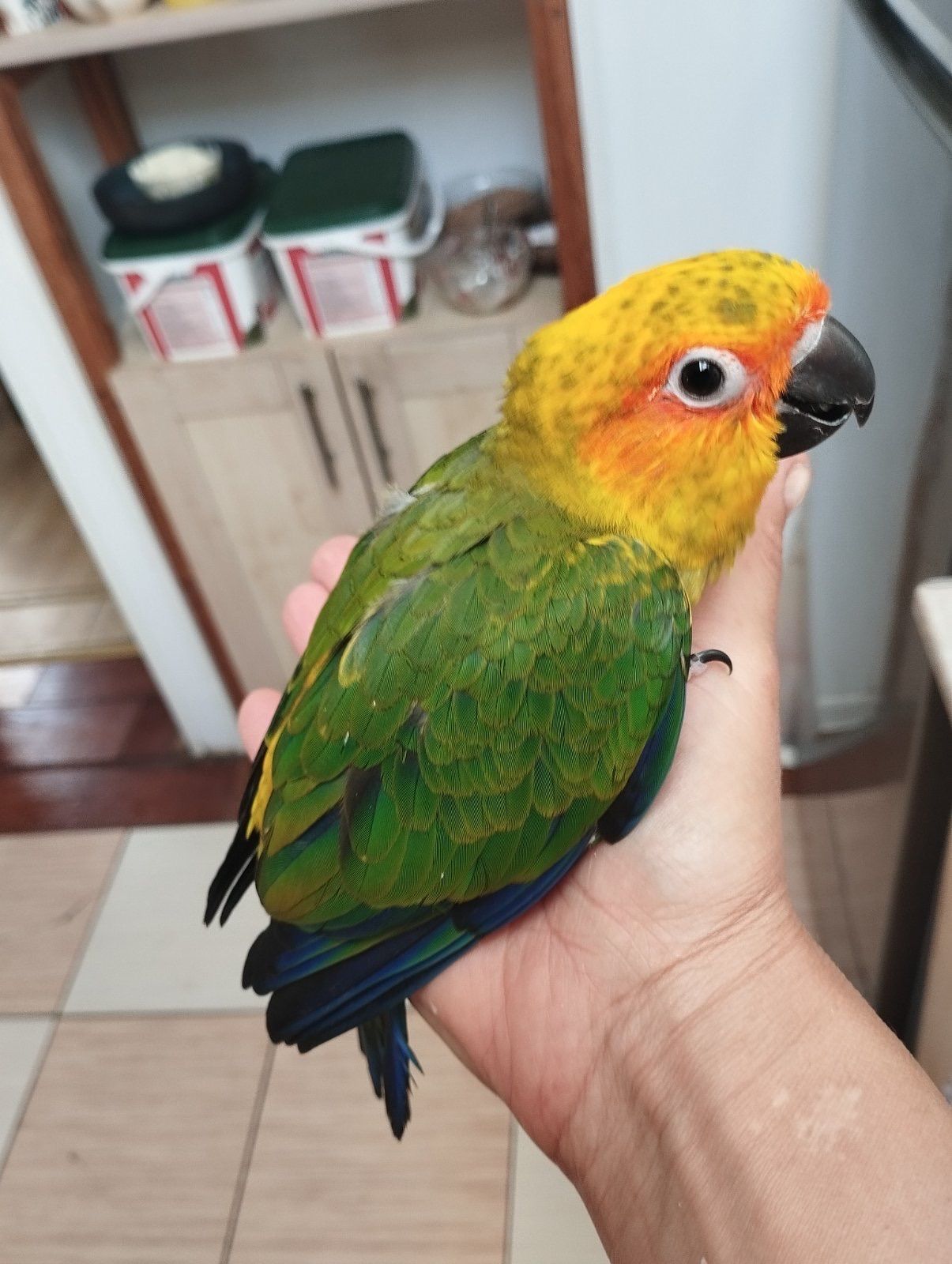 Пташенята папужки Аратинга малюки