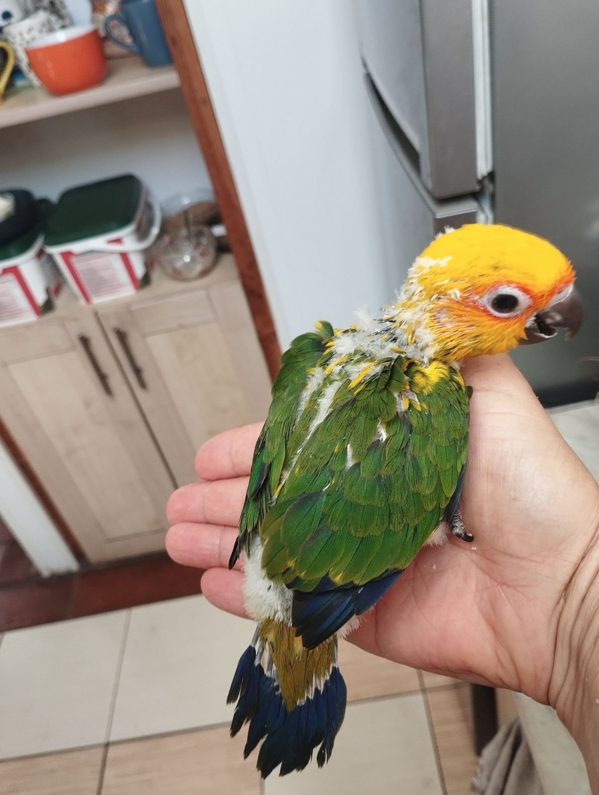 Пташенята папужки Аратинга малюки