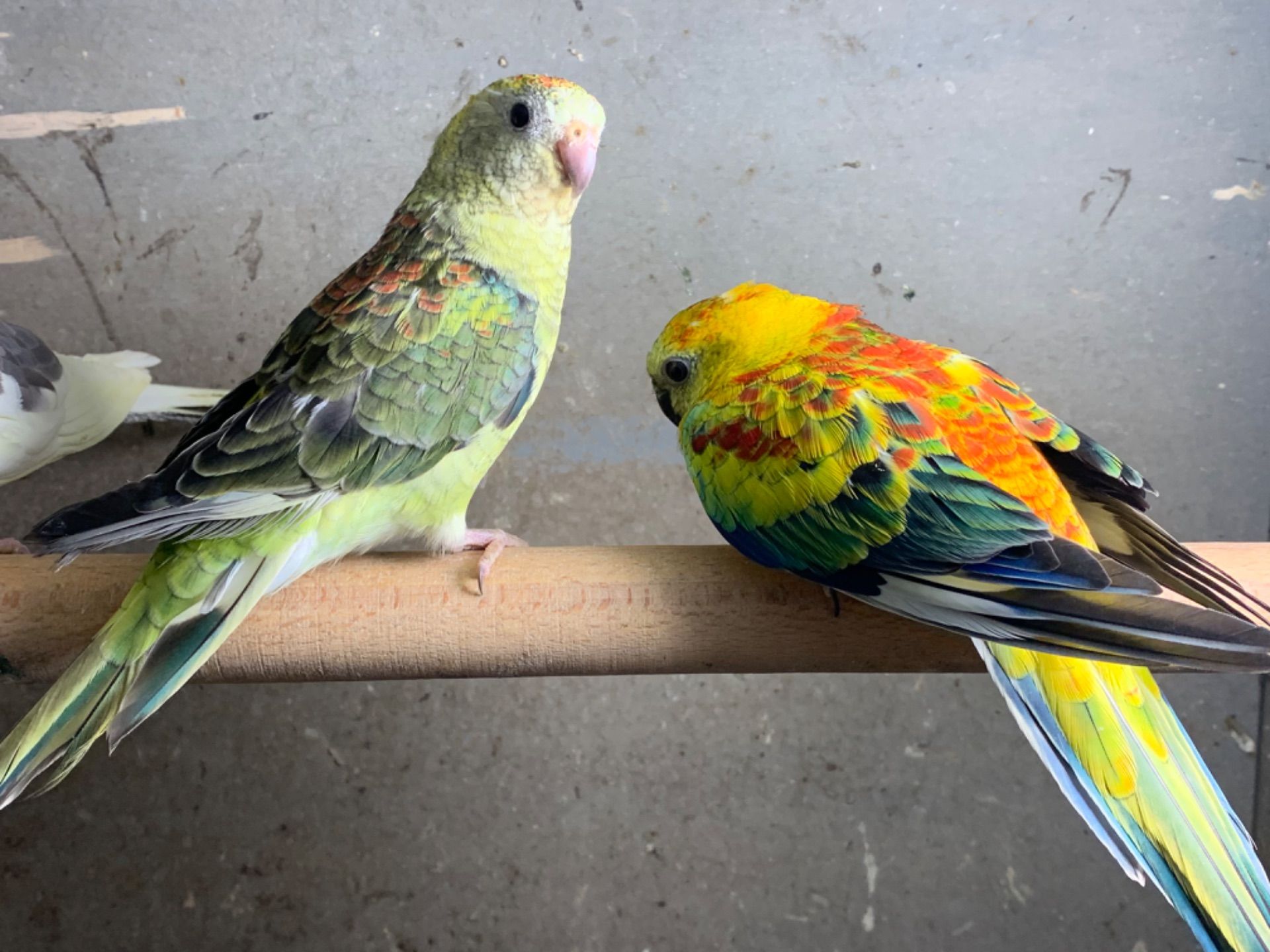 Яркие красивые певчие попугаи