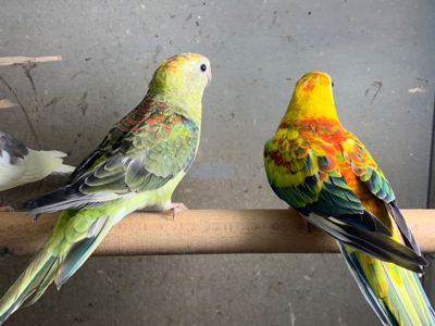 Яркие красивые певчие попугаи