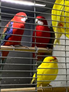 Розелла молодые попугаи разных цветов