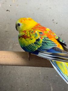 Яркие красивые певчие попугаи