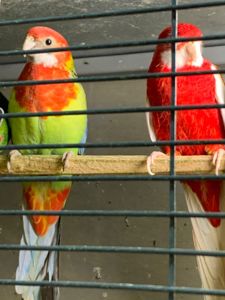 Розелла молодые попугаи разных цветов