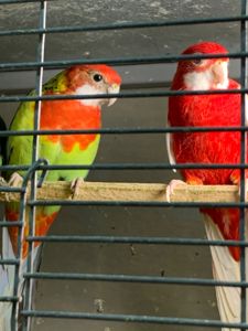 Розелла молодые попугаи разных цветов