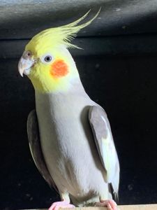 Птенцы попугая корелла 2 месяца для обучения