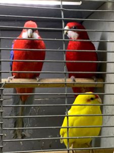 Розелла молодые попугаи разных цветов