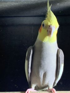 Птенцы попугая корелла 2 месяца для обучения