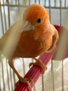 Кенарі навчані співати дуже гарно, самці