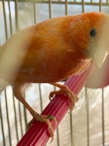 Кенарі навчані співати дуже гарно, самці