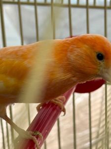 Кенарі навчані співати дуже гарно, самці