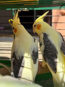 Выкормыши попугаев Корелла малыши ручные