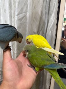 Пташенята папужки монах квакер малюки молов