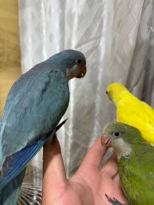 Пташенята папужки монах квакер малюки молов