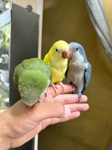 Пташенята папужки монах квакер малюки молов