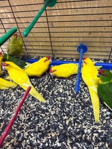 Какарік різних кольорів