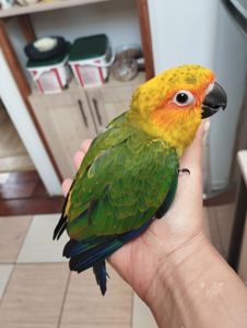 Пташенята папужки Аратинга малюки