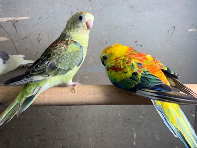 Яркие красивые певчие попугаи