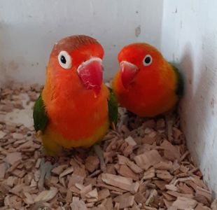 Папуга нерозлучник, молоді, клітини, корма, маскові та фішера