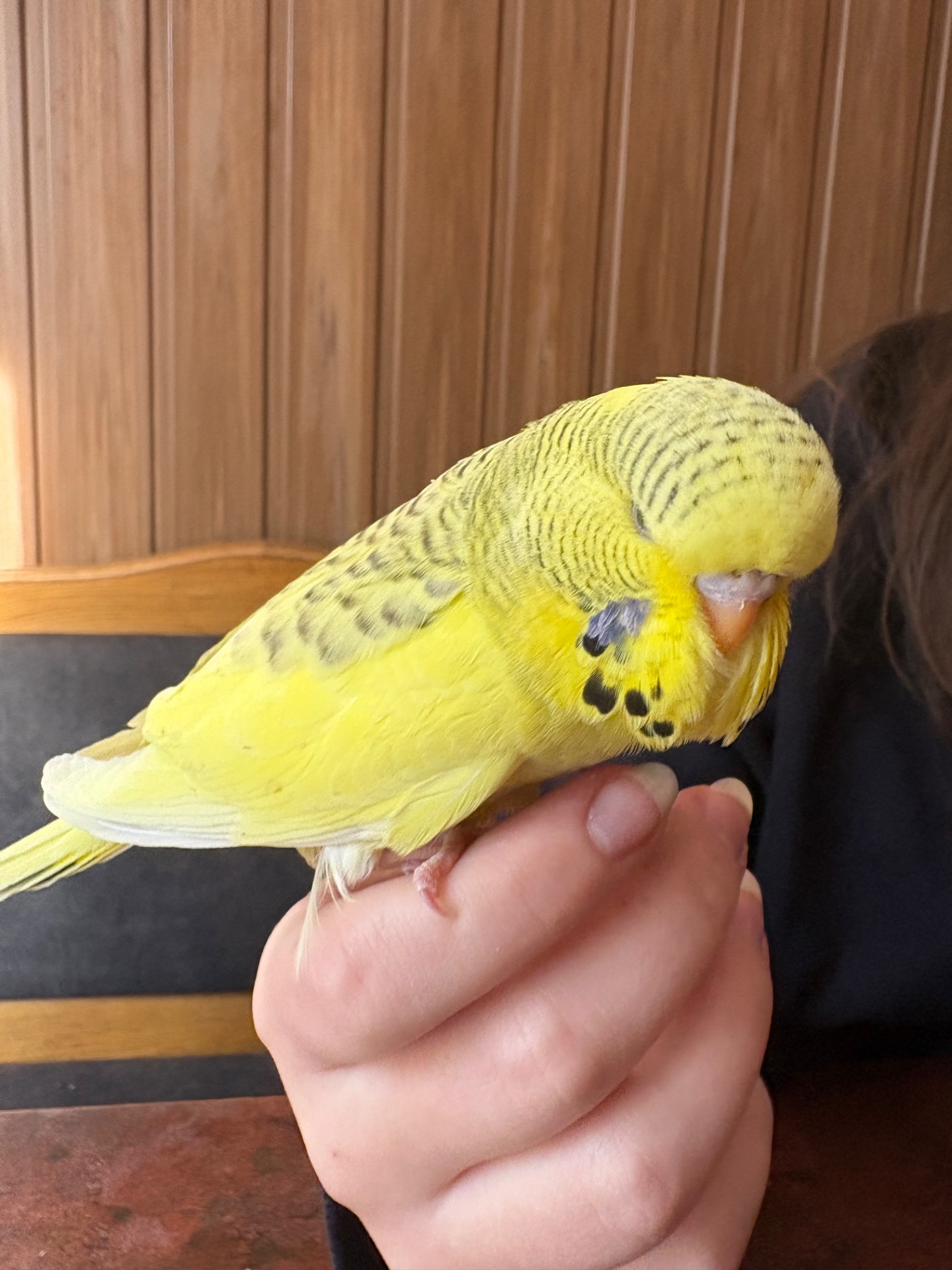 Виставковий хвилястий папуга