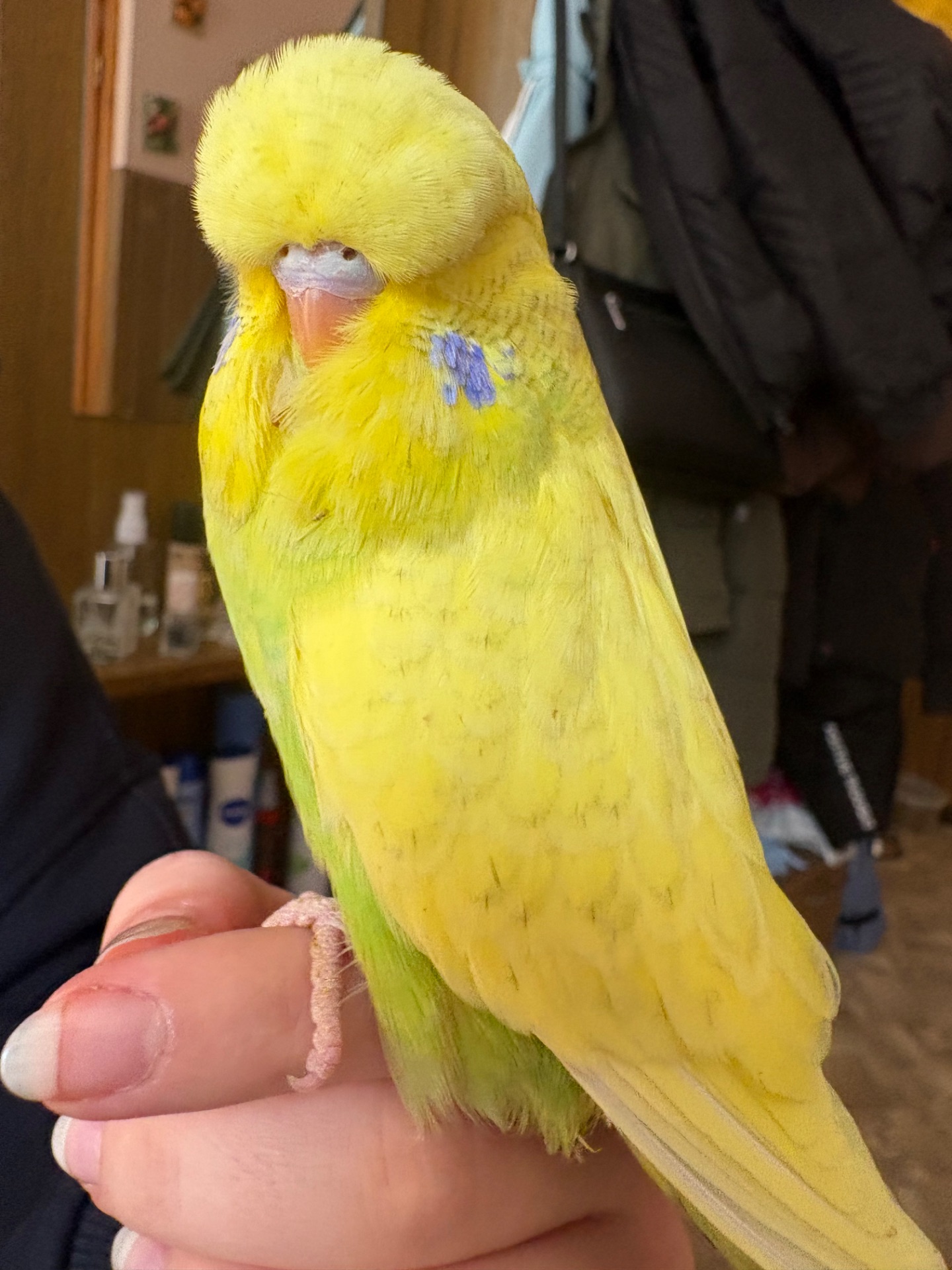 Виставковий хвилястий папуга