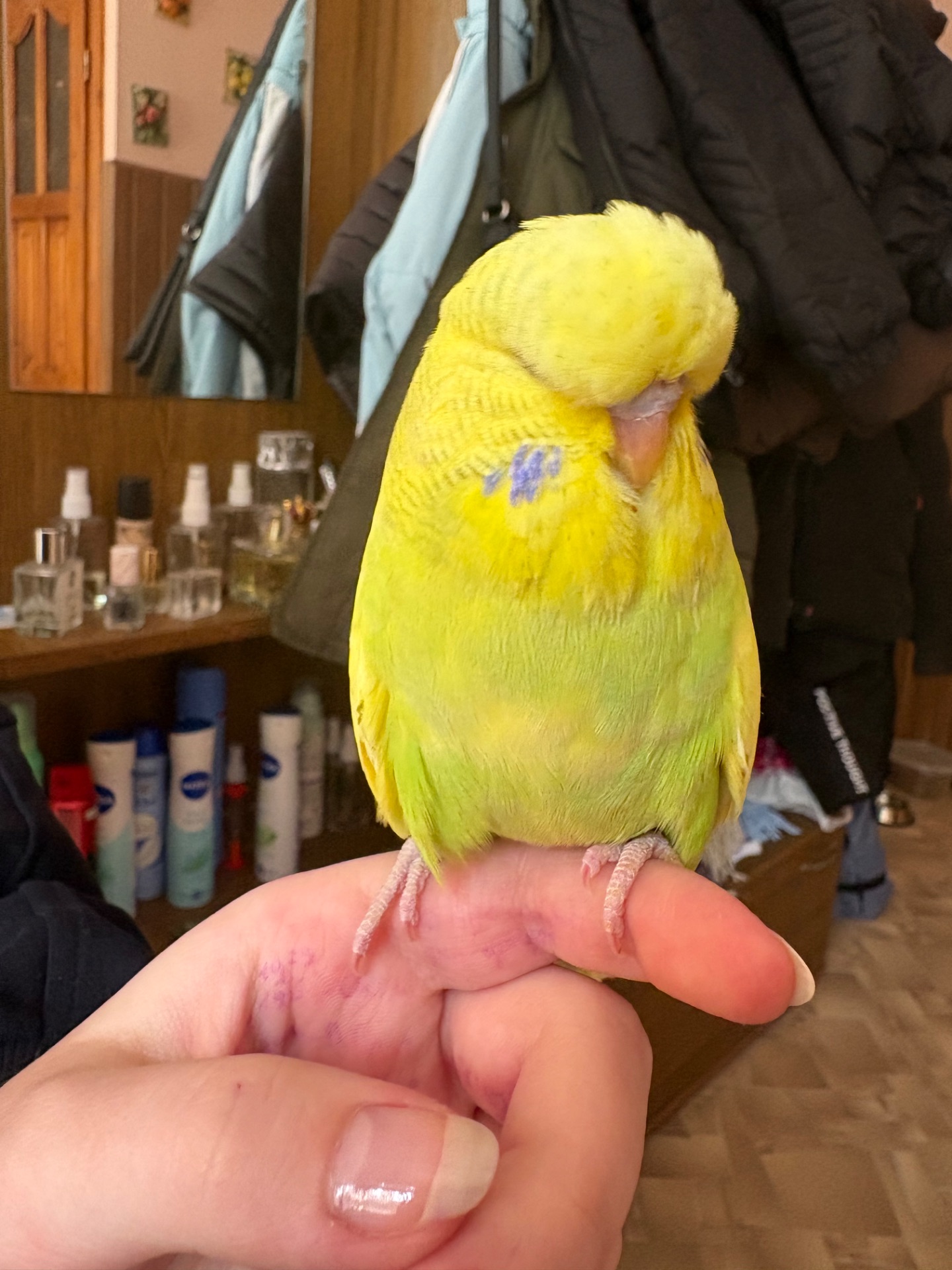 Виставковий хвилястий папуга