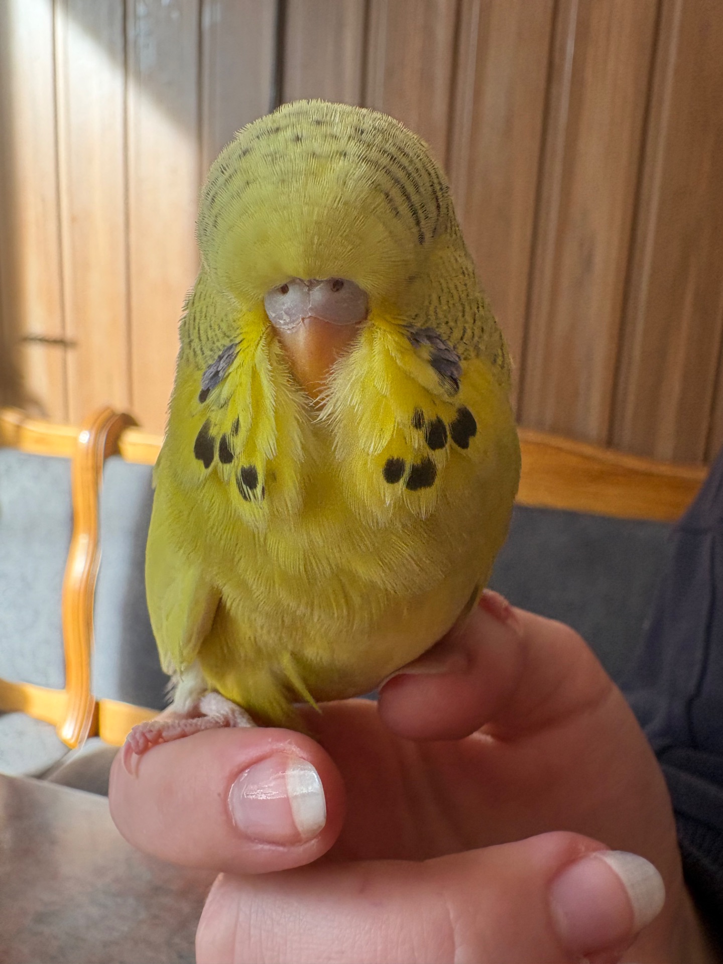 Виставковий хвилястий папуга