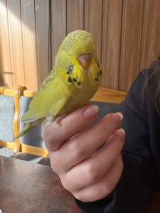 Виставковий хвилястий папуга