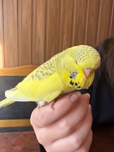 Виставковий хвилястий папуга