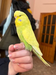 Виставковий хвилястий папуга