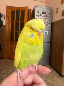 Виставковий хвилястий папуга